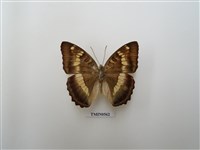 藏品(澳洲區蝴蝶)的圖片